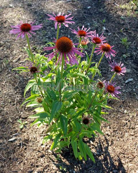 Big Sky™ Sunset Coneflower