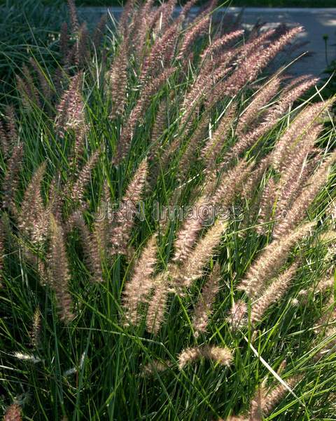 Oriental Fountain Grass