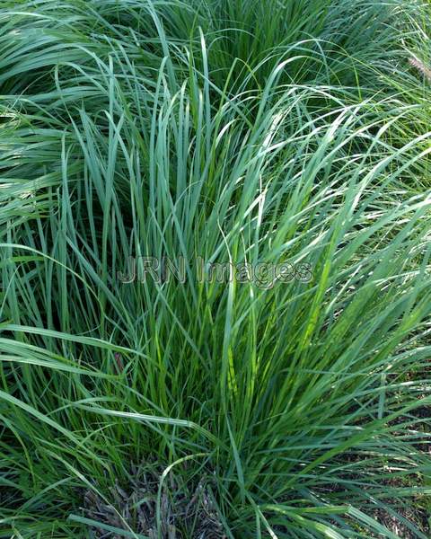 Fountain Grass