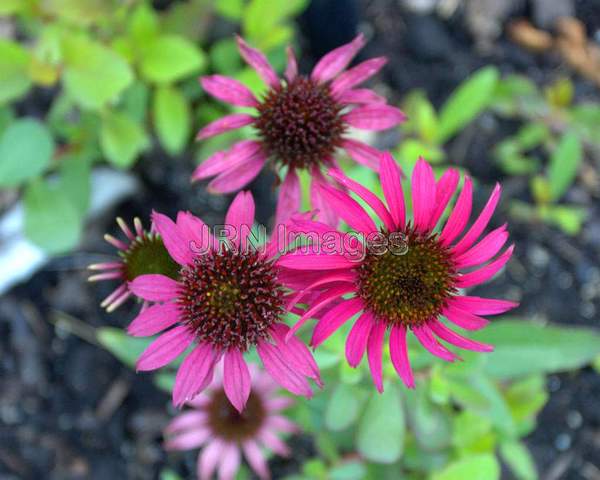 Coneflower