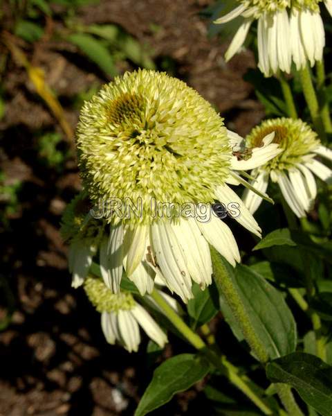 Coneflower