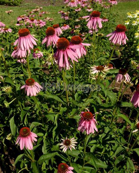 Purple Coneflower