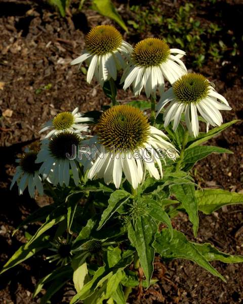 Coneflower