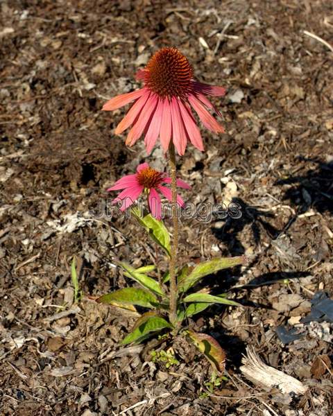 Purple Coneflower