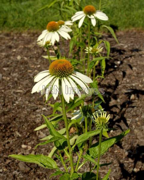 Coneflower