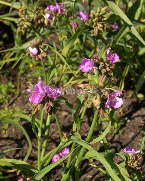 Spiderwort