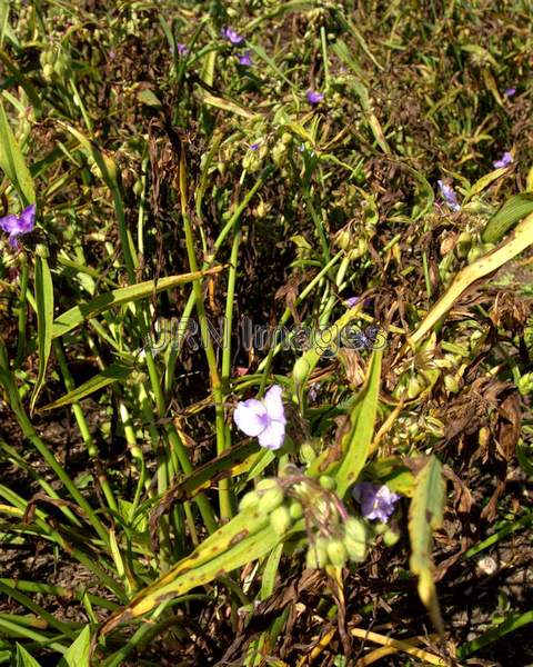 Blue 'n Gold Spiderwort