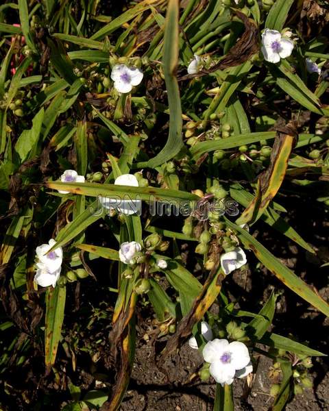 Spiderwort