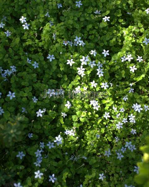 Blue Star Creeper