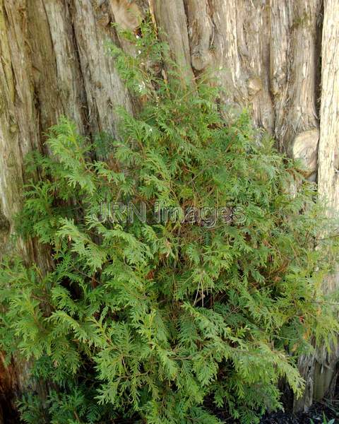 American Arborvitae