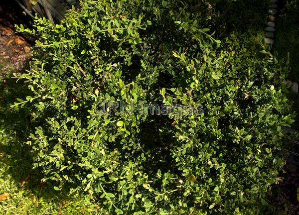 Buxus