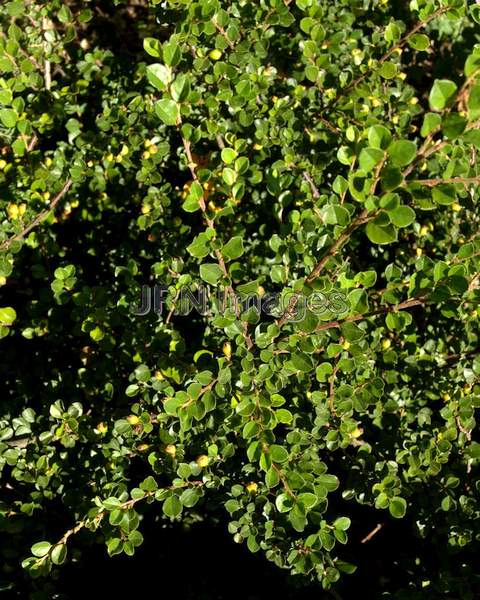 Bearberry Cotoneaster