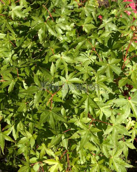 Dwarf Japanese Maple