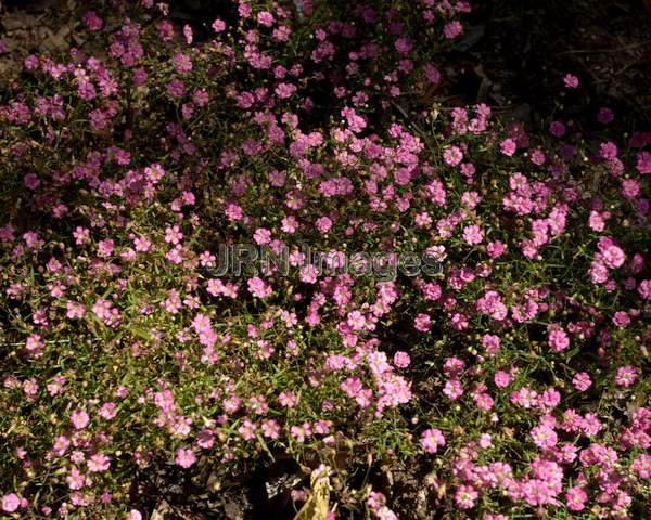 Gypsy Deep Rose Baby's Breath