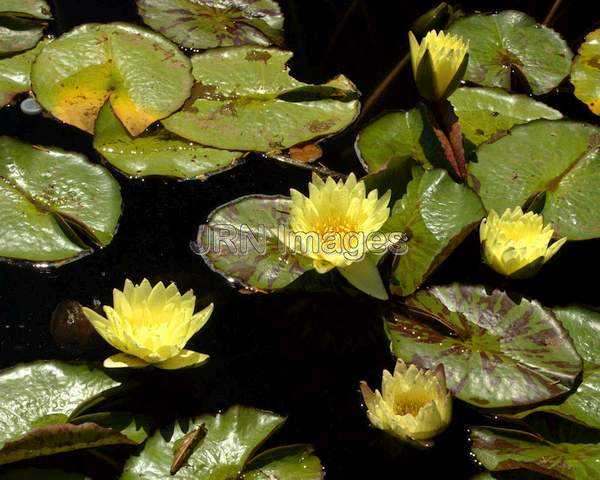 Tropical Day-Blooming Waterlily