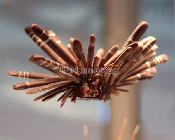 Pencil Urchin