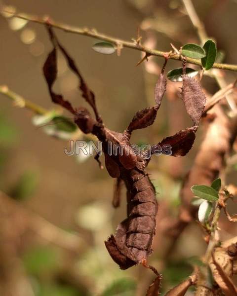 Australian Stick Insect