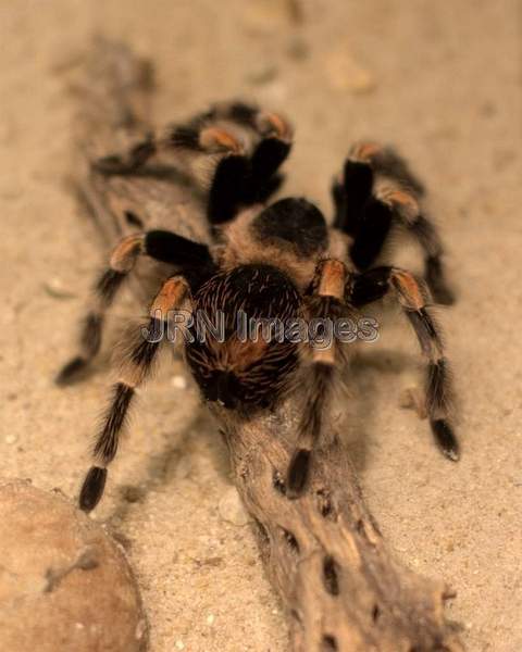 Mexican Orange-Kneed Tarantulas