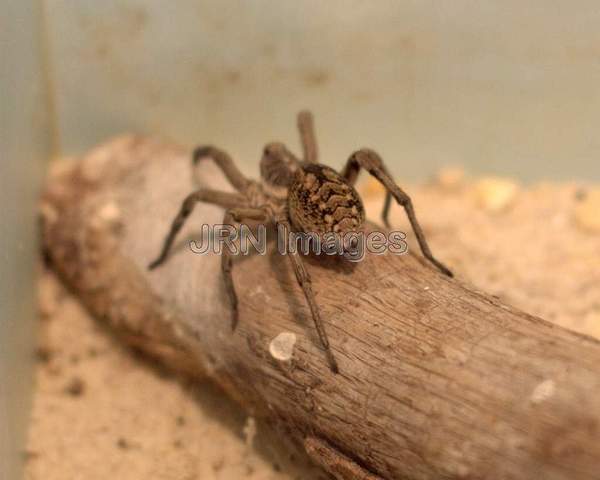 Wolf Spiders