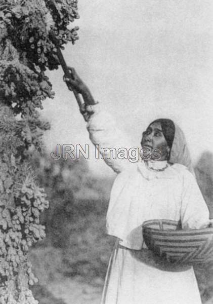 Papago Indian woman gathers Hanamh