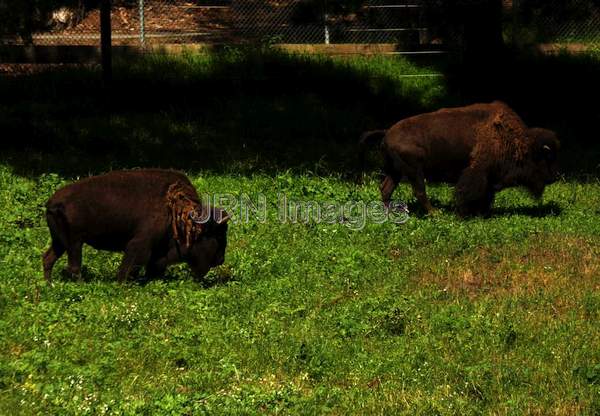 American Bison