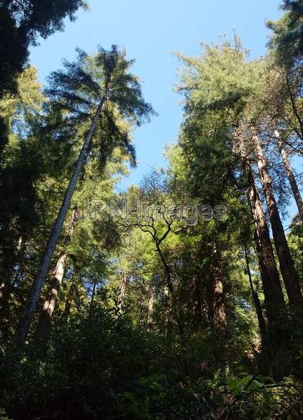 Coast Redwoods