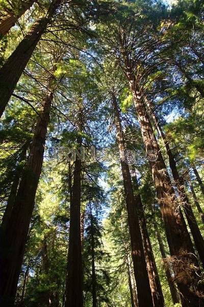 Coast Redwoods