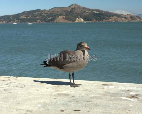 Heermann's Gull