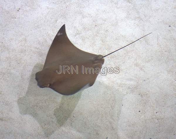 Cownose Ray