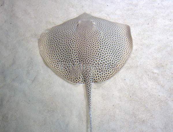 Honeycomb Ray