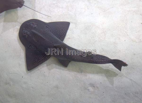 Bowmouth Guitarfish