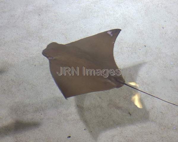 Cownose Ray