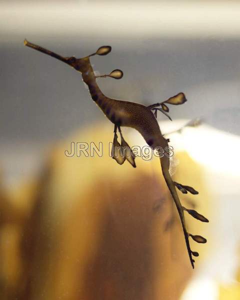 Weedy Seadragon