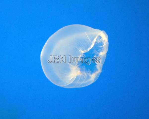 Moon Jelly