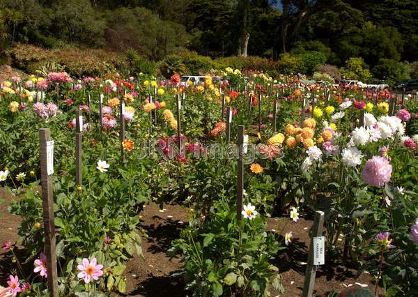 The Dahlia Garden