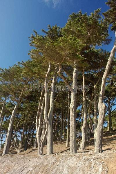 Cypress Trees on Land's End Trail