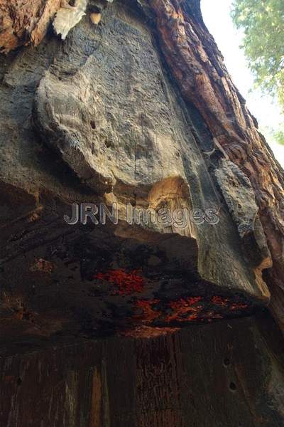 Sap of California Tunnel Tree