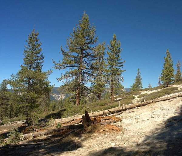 Sentinel Dome Trail