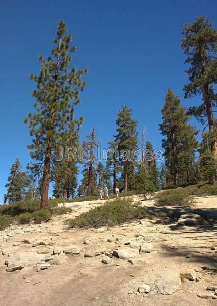 Sentinel Dome Trail