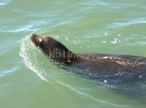 California Sea Lion