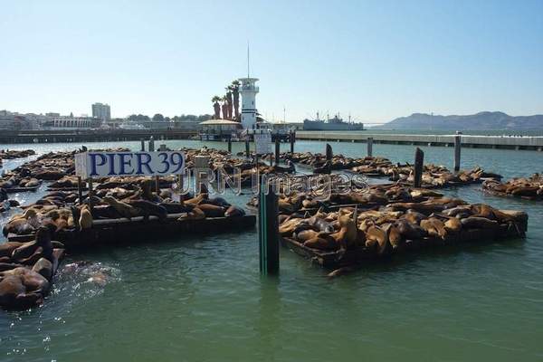 California Sea Lions at Pier 39