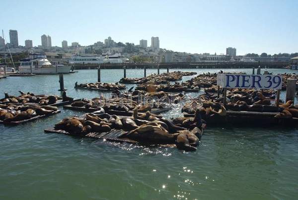 California Sea Lions at Pier 39