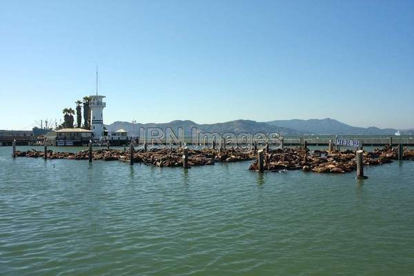 California Sea Lions at Pier 39