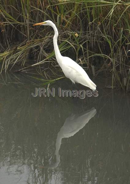 Great Egret