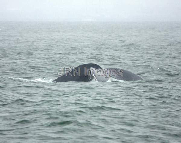 Humpback Whale Fluke