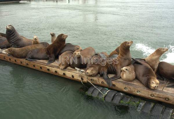 California Sea Lions