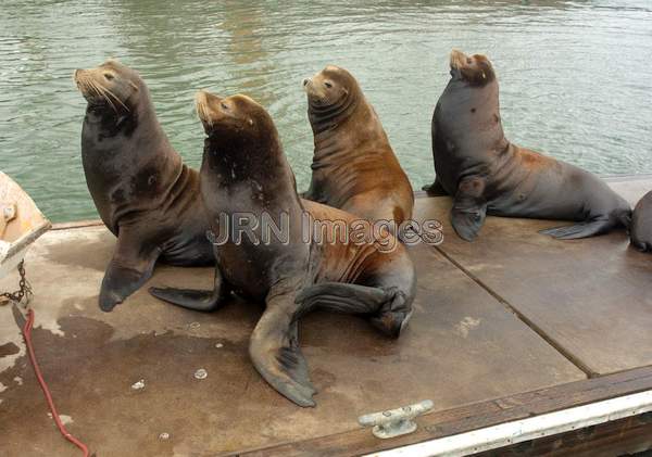 California Sea Lions