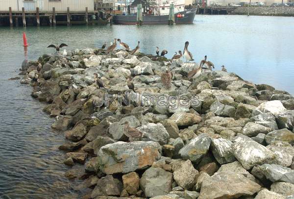 Birds at Hyde Street Pier