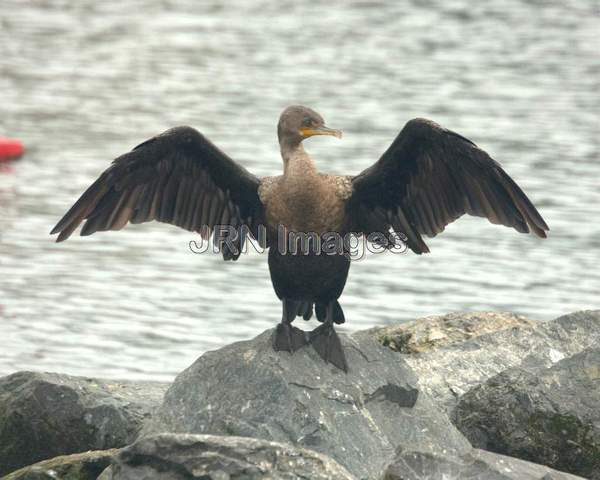 Brandt's Cormorant