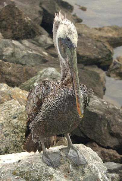 Brown Pelican